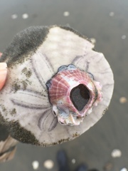 Paraconcavus pacificus