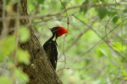 Lineated Woodpecker