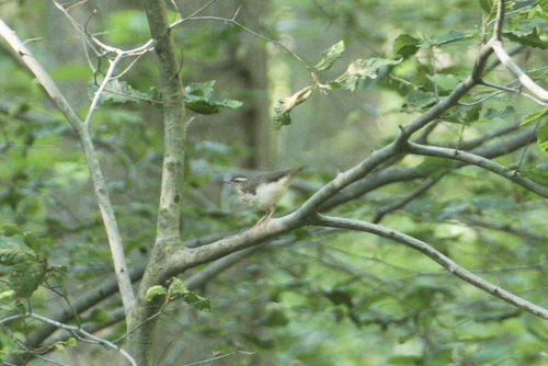 Louisiana Waterthrush