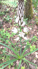 Asphodelus albus