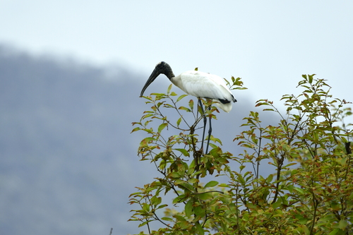 Wood Stork