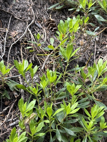 Bush Penstemon