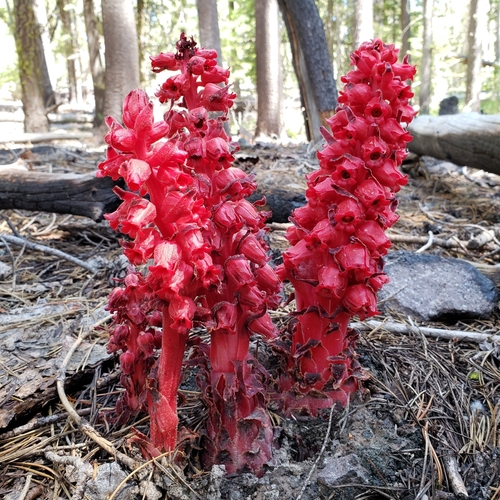 Snowplant