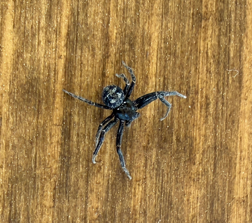 Utah Crab Spider