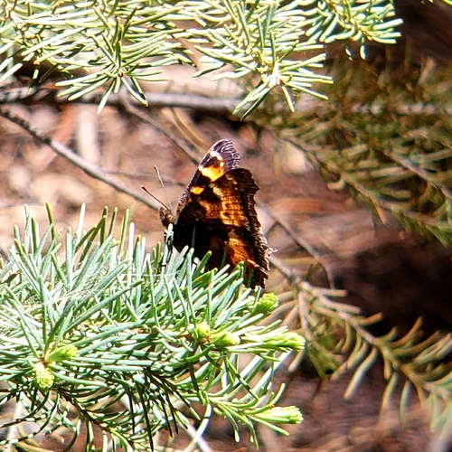 California Tortoiseshell