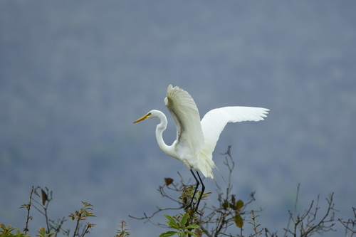 Great Egret