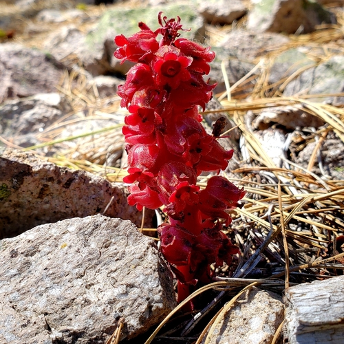Snowplant
