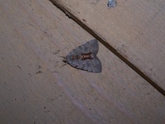 Catocala grynea