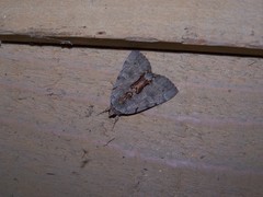 Catocala grynea