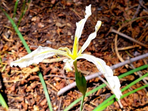 Iris tenuissima