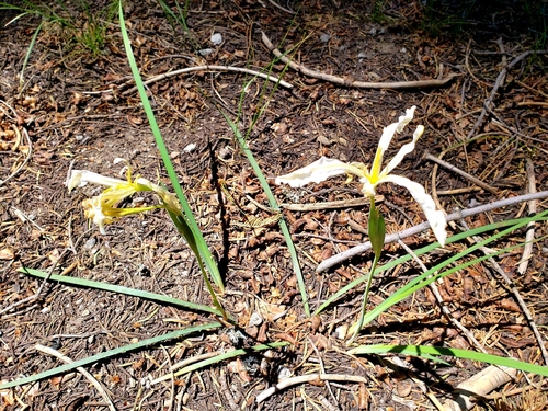 Iris tenuissima, photograph 1