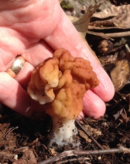 Gyromitra korfii