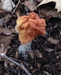Gyromitra korfii
