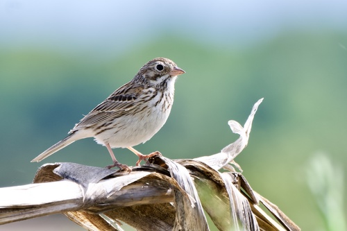 Vesper Sparrow, photo 4 of 9