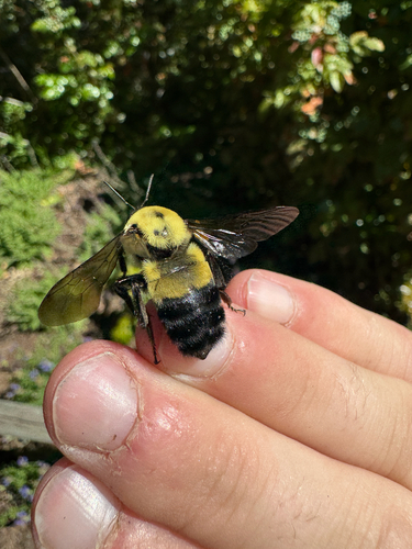チャイロオビマルハナバチ