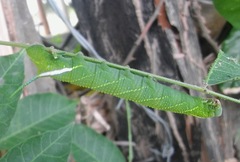 Smerinthinae
