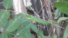 Smerinthinae