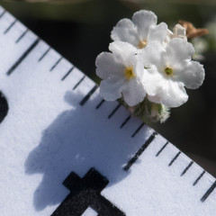 Plagiobothrys canescens