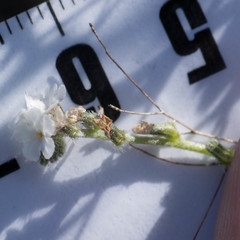 Plagiobothrys canescens