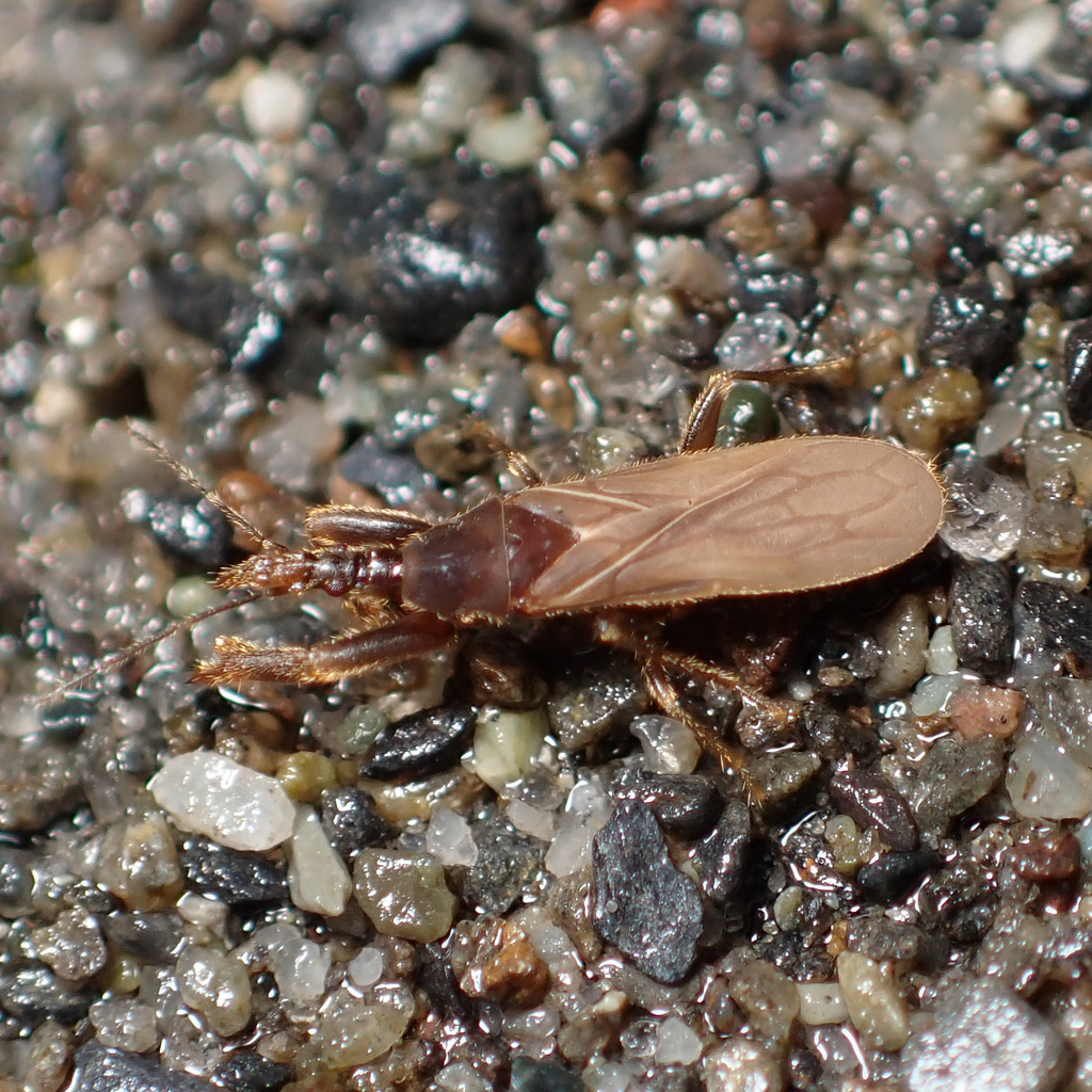 American unique-headed bug