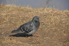 Columba livia domestica