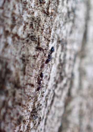 Monomorium ergatogyna