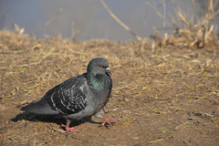 Columba livia domestica