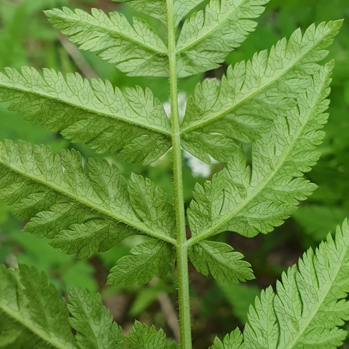 sweet cicely