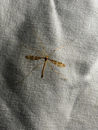 Band-winged Crane Fly