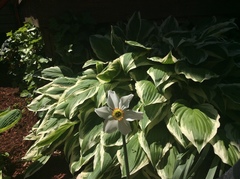 Narcissus poeticus