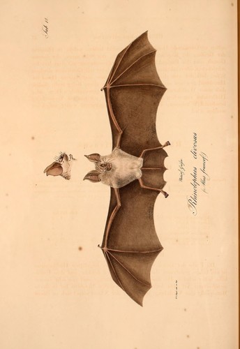 Geoffroy's Horseshoe Bat