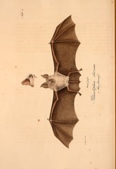 Geoffroy's Horseshoe Bat photo 3