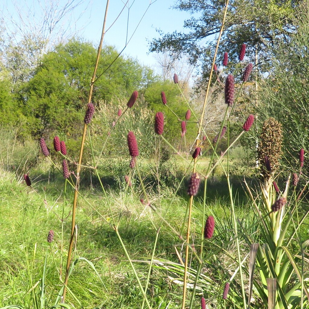 Eryngium ebracteatum; photograph author not stated, no rights reserved