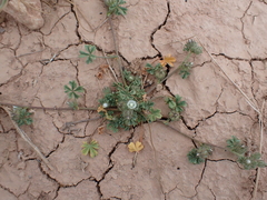 Althaea ludwigii (Althaea ludwigii)
