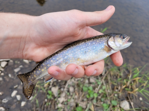Brook Trout