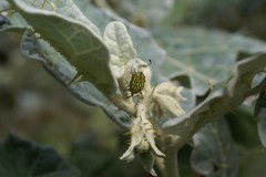 Alpaida variabilis