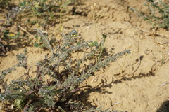 Rochelia retorta