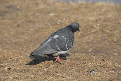 Columba livia domestica