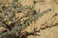 Rochelia retorta