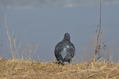 Columba livia domestica