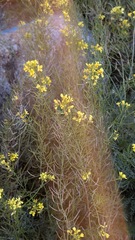 Diplotaxis ibicensis