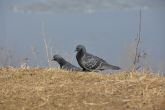 Columba livia domestica