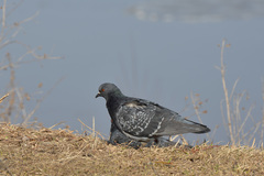 Columba livia domestica