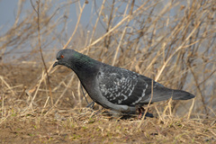 Columba livia domestica