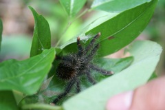 Avicularia juruensis