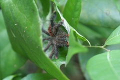 Avicularia juruensis