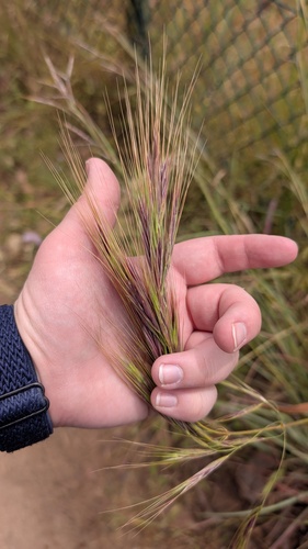 Stipellula capensis, photograph 1