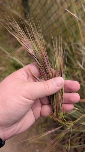 Stipellula capensis, photograph 2