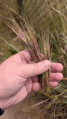 (c) rainbowkitten, some rights reserved (CC BY) Stipellula capensis, photograph (c) rainbowkitten, some rights reserved (CC BY)