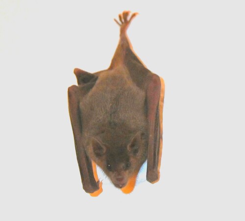 Lesser Long-nosed Bat